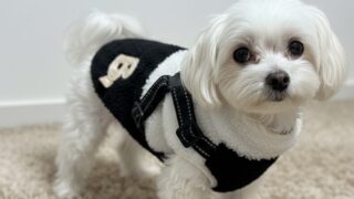 冬のお散歩を快適に！「ハーネス一体型ボアベスト」がかわいくて便利